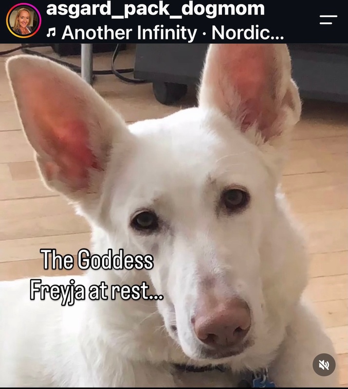Picture of Freyja the dog (pet)