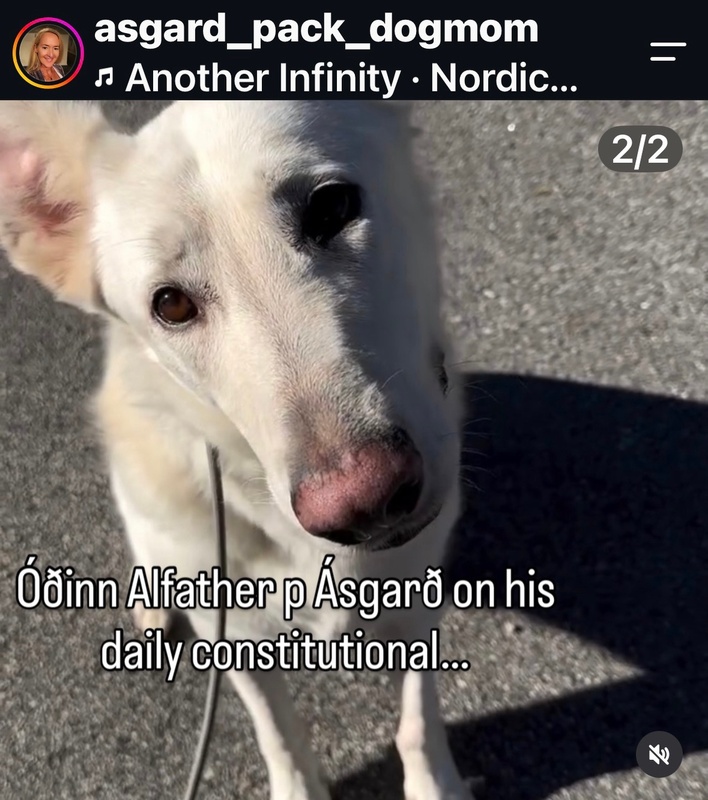 Picture of Óðinn the dog (pet)