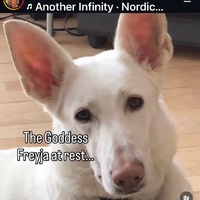 Picture of Freyja the dog (pet)