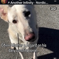Picture of Óðinn the dog (pet)