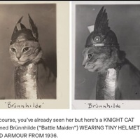 Brünnhilde, historical cat photo