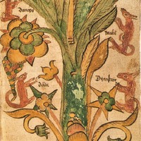 Yggdrasil depicted in an Icelandic manuscript (AM 738 4to)