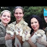 Four white liger cubs, one named Odin